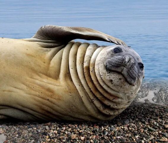 Морские животные охотского моря. Морские животные охотского моря. Охотское море животный мир. Морские животные охотского моря. Морские котики шантарские острова.