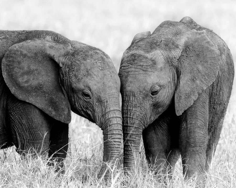 Слон любовь. Слоны обнимаются. Слоники любовь. Влюбленные слоны. Sister elephant