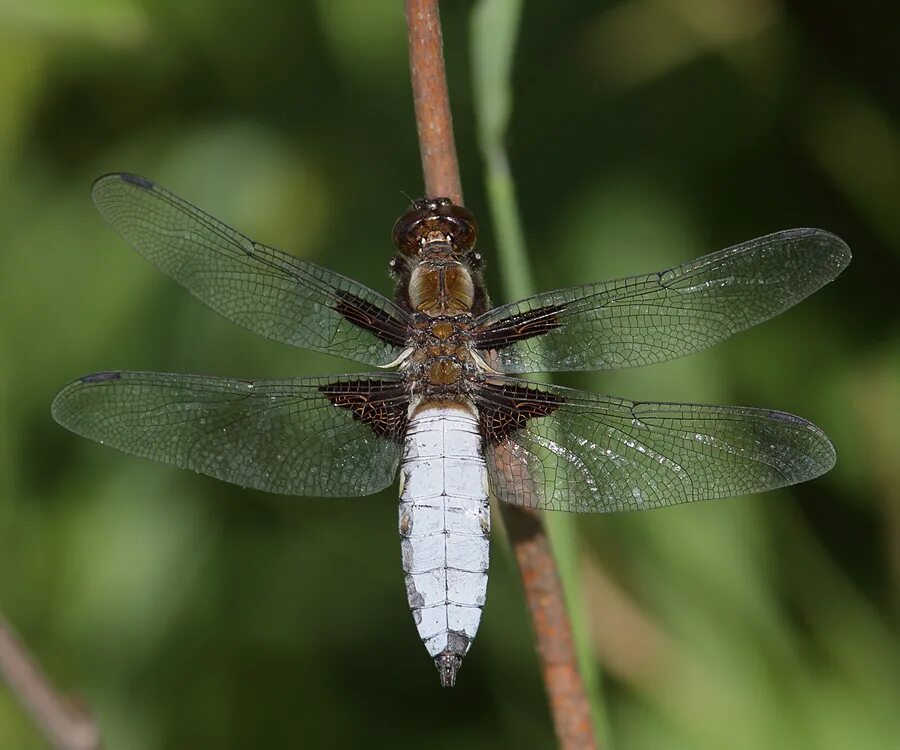 отряд стрекозы. стрекозы представители. стрекозы. макромия сибирская стрекоза. перламутровка стрекоза-дозорщик.