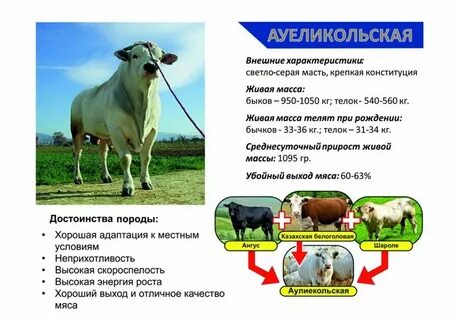 Характеристика крс