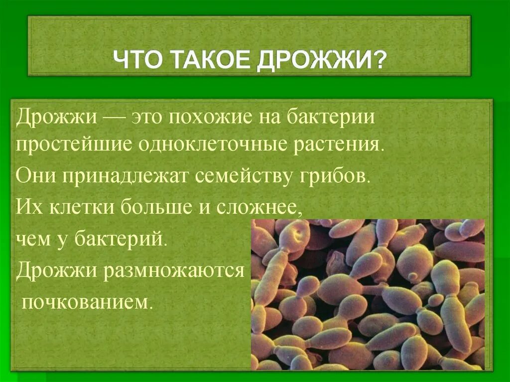 Дрожжи группа одноклеточных грибов. Дрожжи грибы биология. Дрожжевые грибы сообщение. Микроорганизмы грибы дрожжи. Почему некоторые одноклеточные грибы называют патогенными