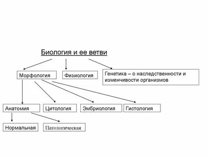 Морфология биологических
