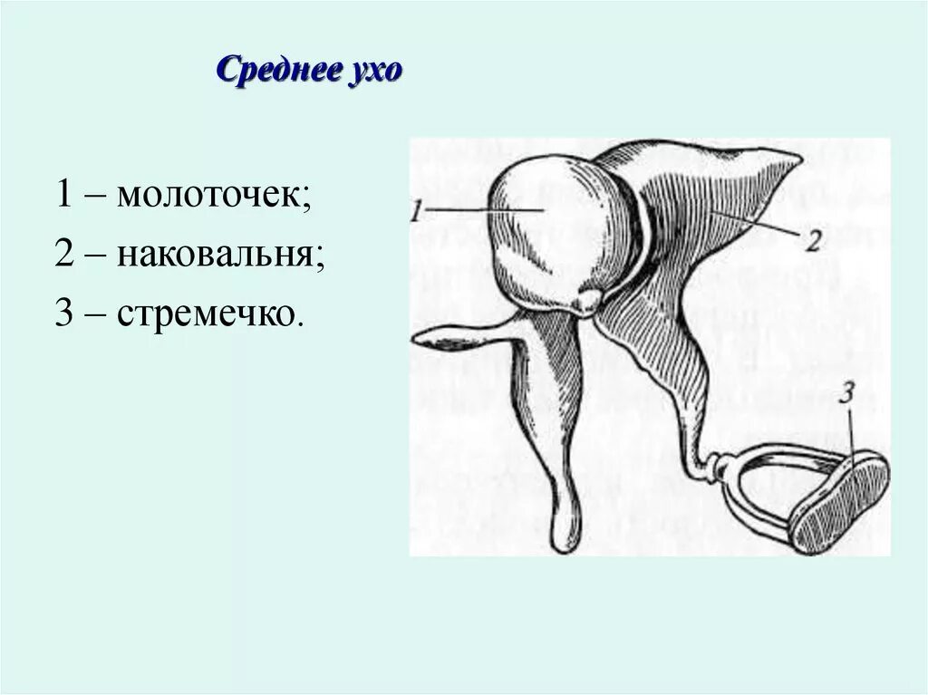 Строение уха стремечко наковальня. Строение уха молоточек наковальня. Анатомия молоточка среднего уха. Наковальня со стремечком это внутреннее ухо.