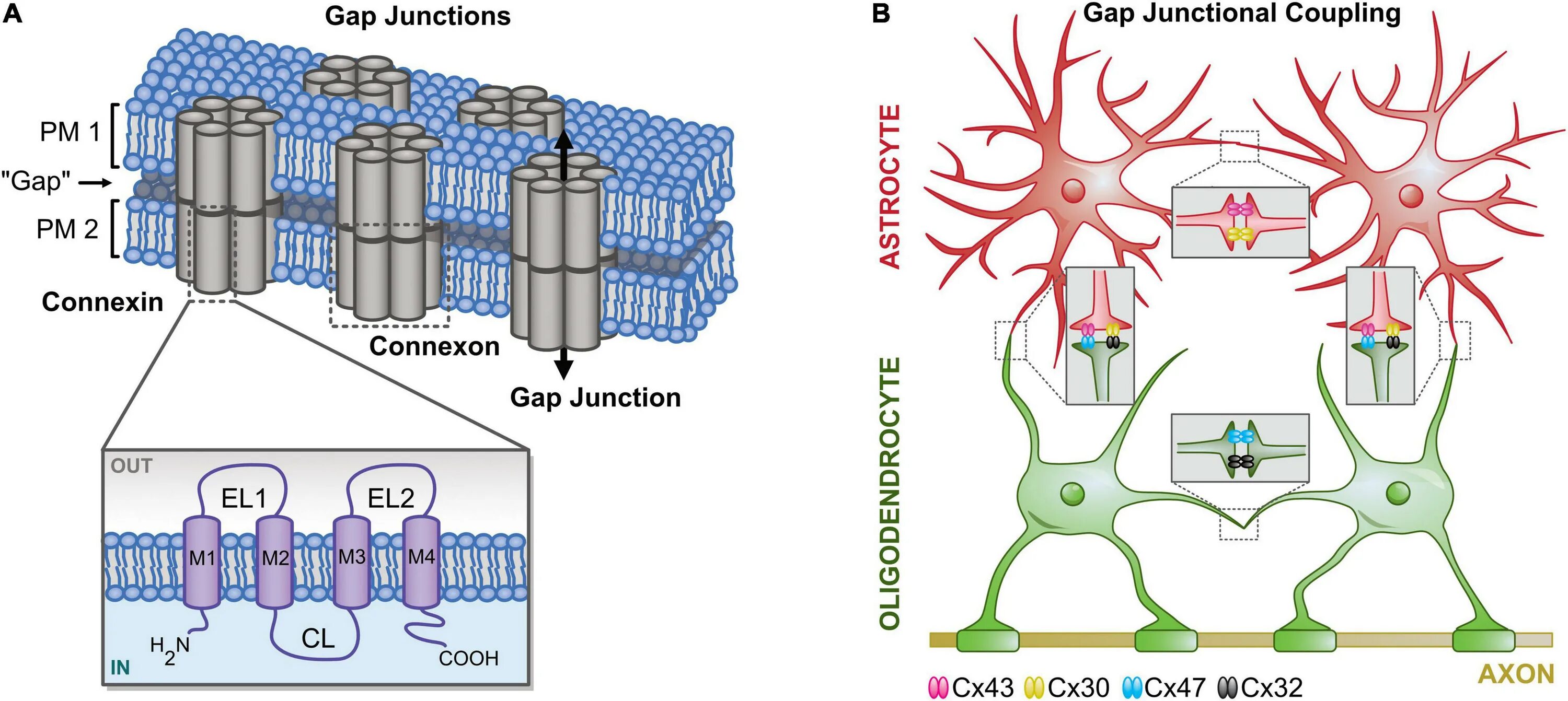 Gap Junction. Syncytium. Neurons with gap Junctions. Tight Junctions gap Junctions antigen presentation MHC I.