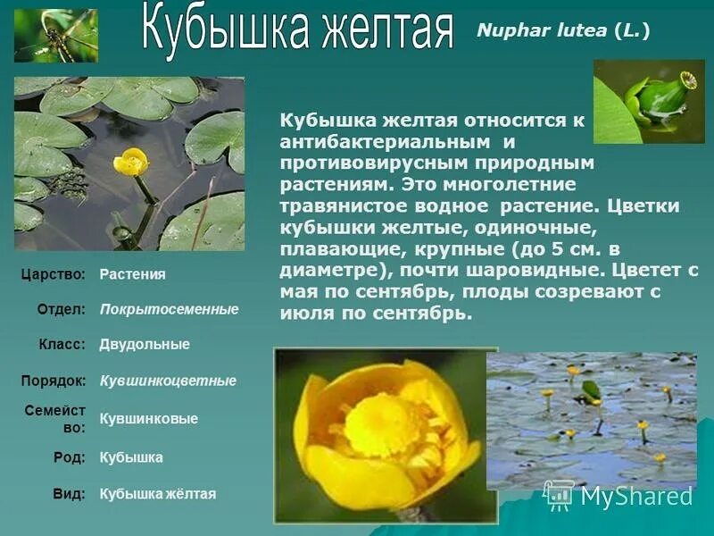 Кувшинка кубышка. Кувшинка желтая кубышка. Систематика кубышка малая. Кукушка желтая растенпе. Кубышка характеристика