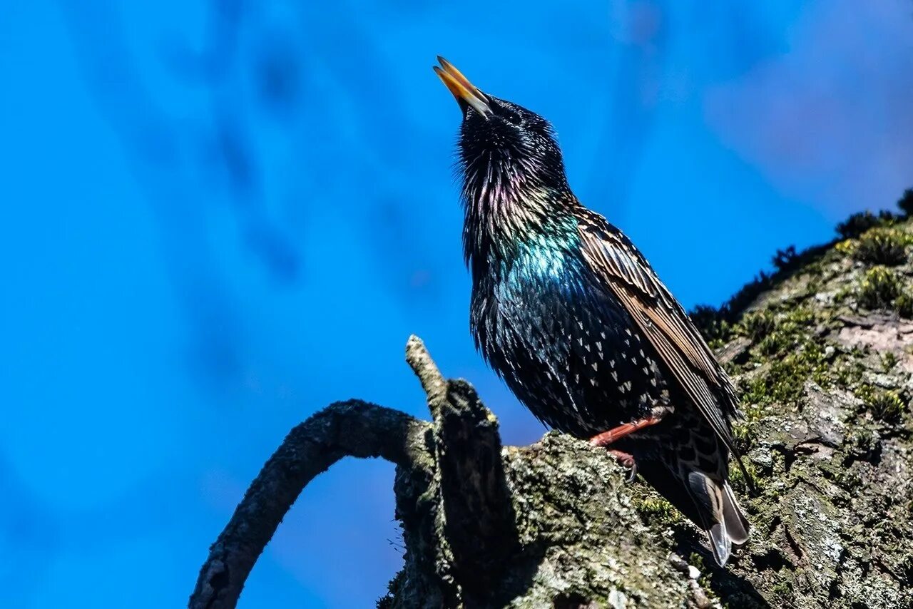 Скворец. Обыкновенный скворец (лат. Sturnus vulgaris). Скворец поет. Пение Скворцов.