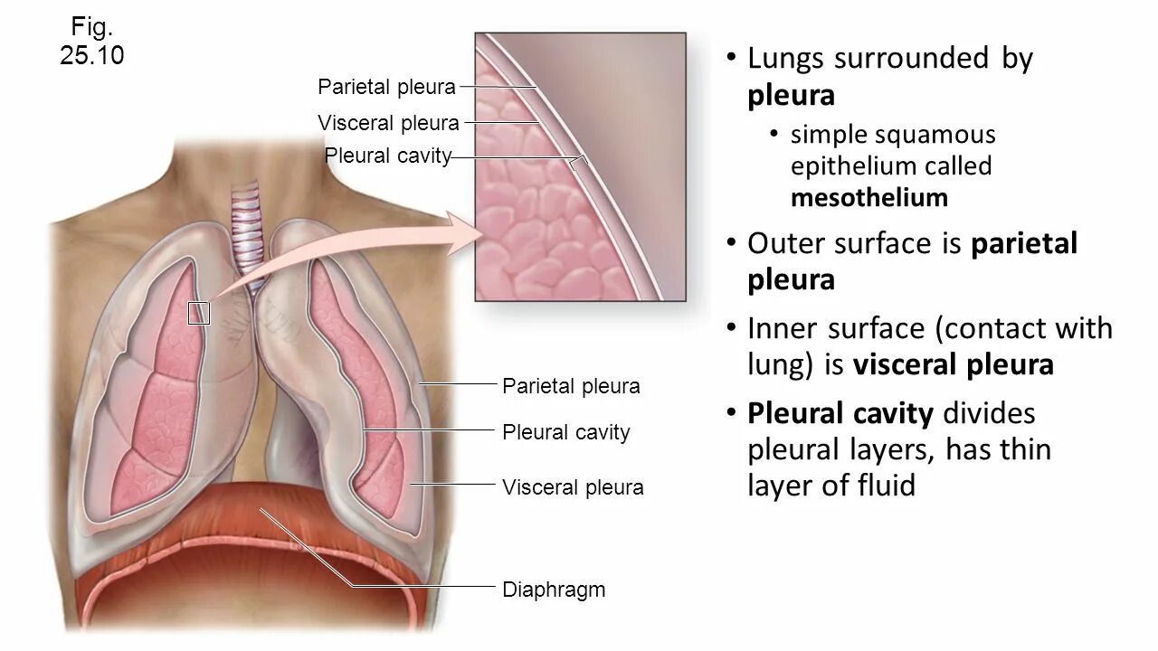 Строение плевры и плевральной полости. Плевра и плевральная полость. Плевра и плевральная полость анатомия.