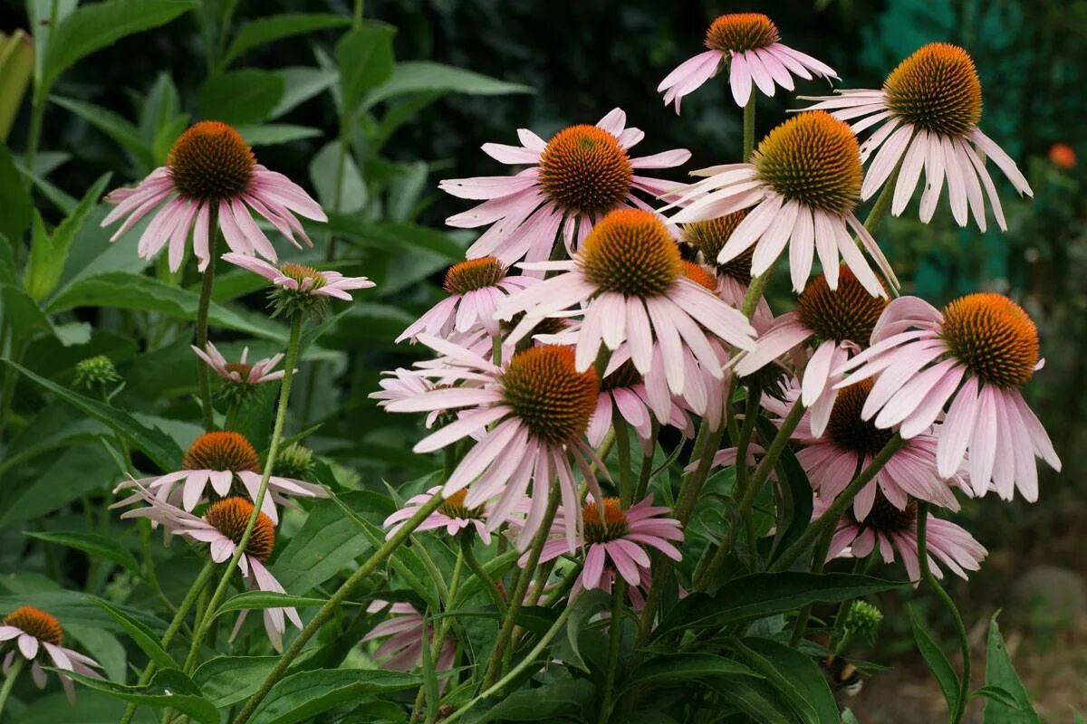 Эхинацея пурпурная. Эхинацея пурпурная (Echinacea purpurea). Эхинацея рудбекия пурпурная. Эхинацея пурпурная (Echinacea purpurea `Magnus`). Эхинацея сорта фото