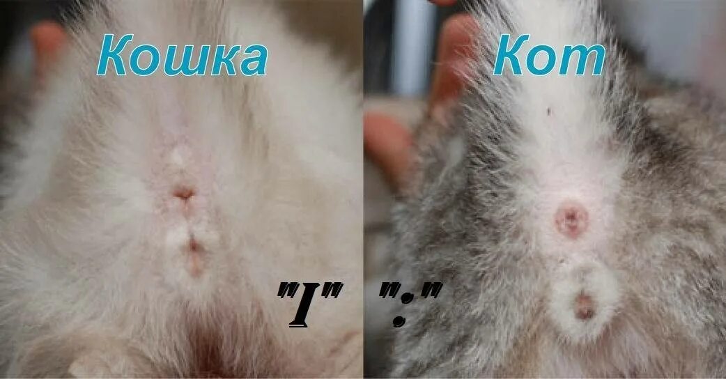 Как определить мальчик или девочка котенок. Как различить котят кот или кошка. как различить пол котенка в 1 месяц. как определить пол котенка в 1 месяц. как понять какой пол у котенка.