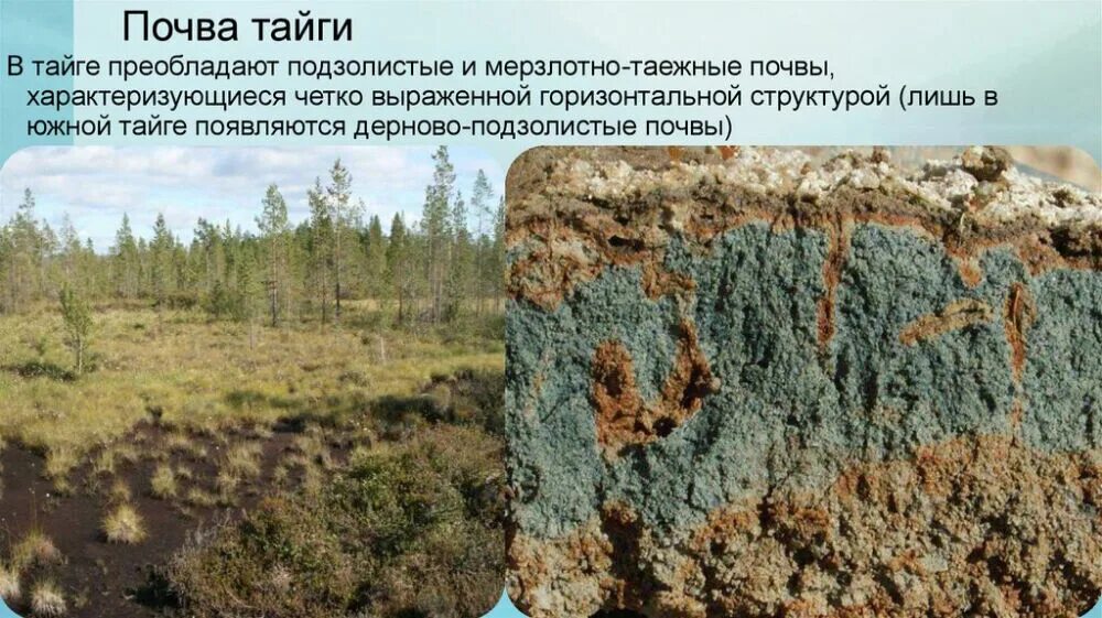 Плодородие тайги. Тип почвы в тайге россии. почвы тайги в евразии. подзолистые почвы тайги. гумусовый горизонт в мерзлотно таежных почвах.