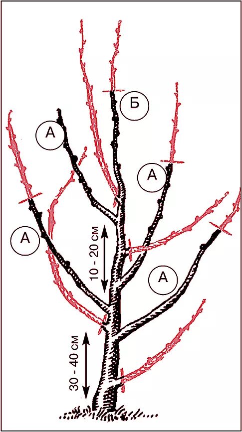 Можно ли обрезать вишню. Правильная обрезка вишни весной схема. Обрезка черешни весной. Как обрезать вишню весной схема. Формирующая обрезка вишни весной.