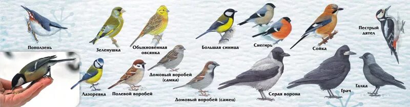 Какая птица зимующая: найдено 84 изображений