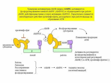 Фосфорилирование протеинкиназ