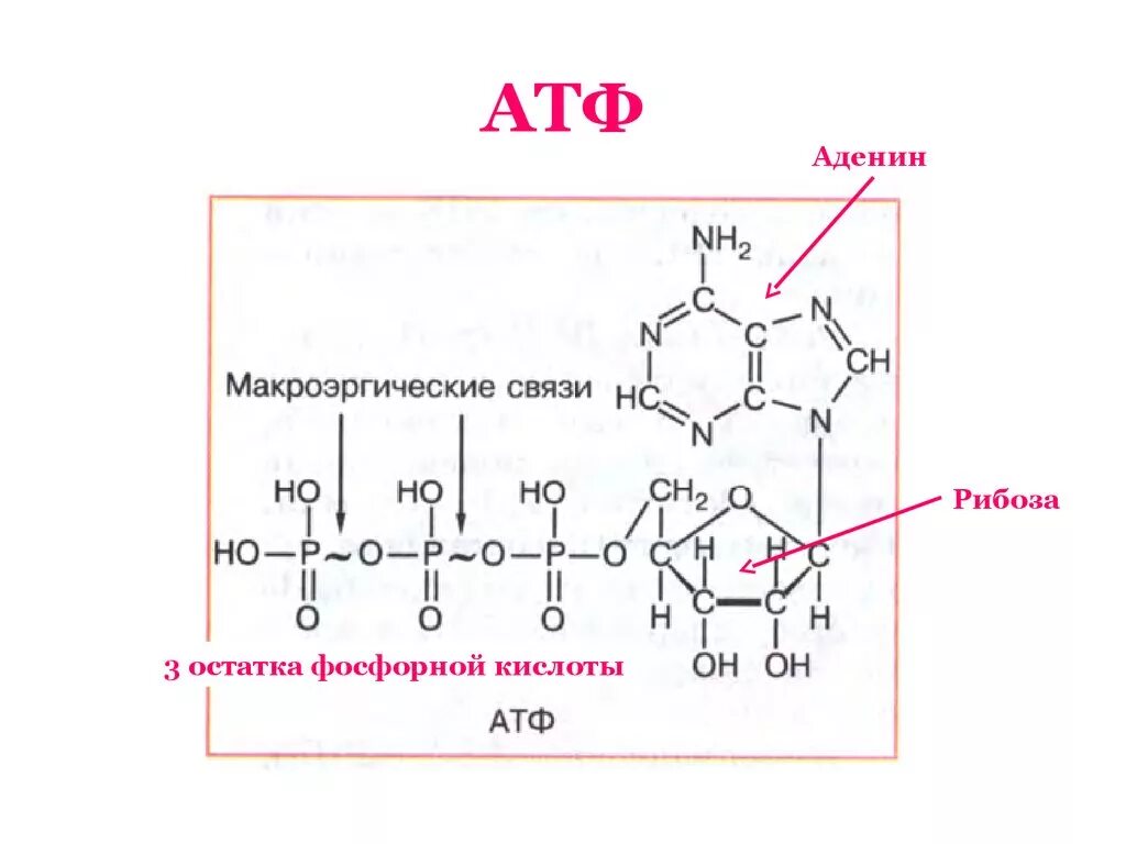 Молекула атф схема. Строение АТФ макроэргические связи. Структурная формула АТФ биохимия. АТФ формула структурная. Формула АТФ биохимия с макроэргическими связями.