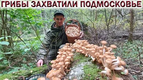 Отчеты грибников подмосковья
