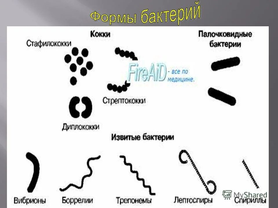 Кокковые бактерии. Формы бактерий кокки палочковидные и извитые. Формы бактерий палочковидные бациллы. Палочковидные бактерии кокки. Палочковидные формы бактерий бактерии.