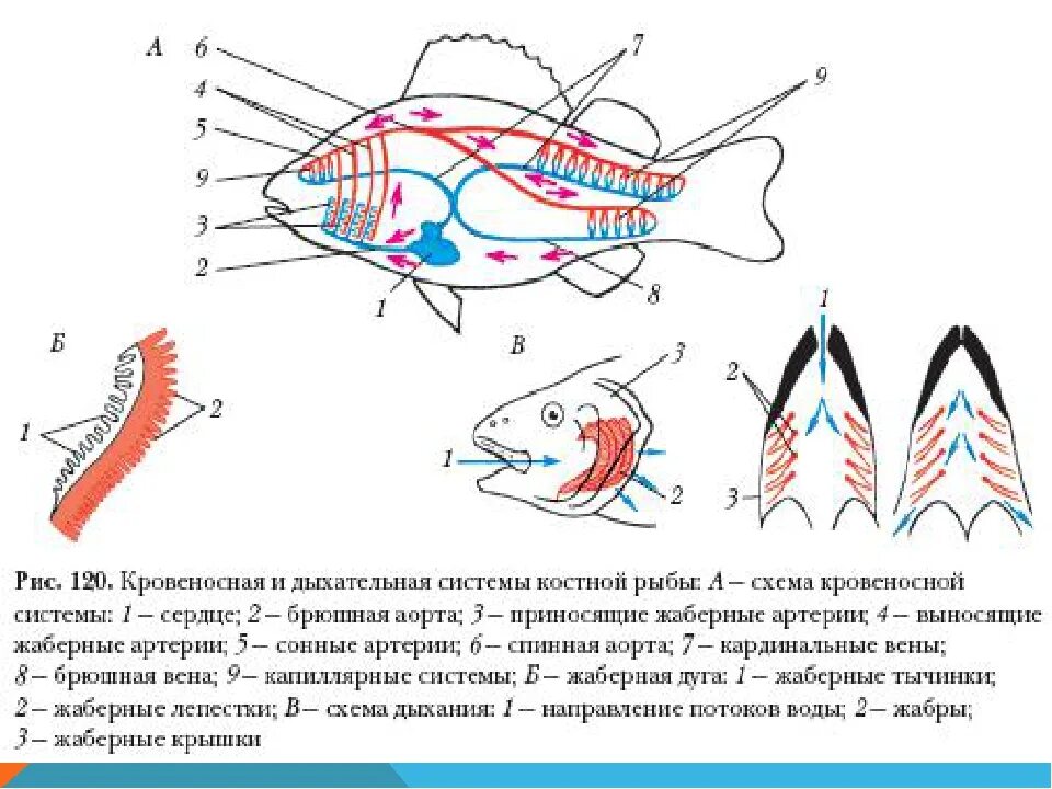 Строение какой системы рыбы изображено на рисунке. Схема строения кровеносной системы костных рыб. дыхательная система костных рыб схема. схема кровеносной костной рыбы. кровеносная и дыхательная система рыб.