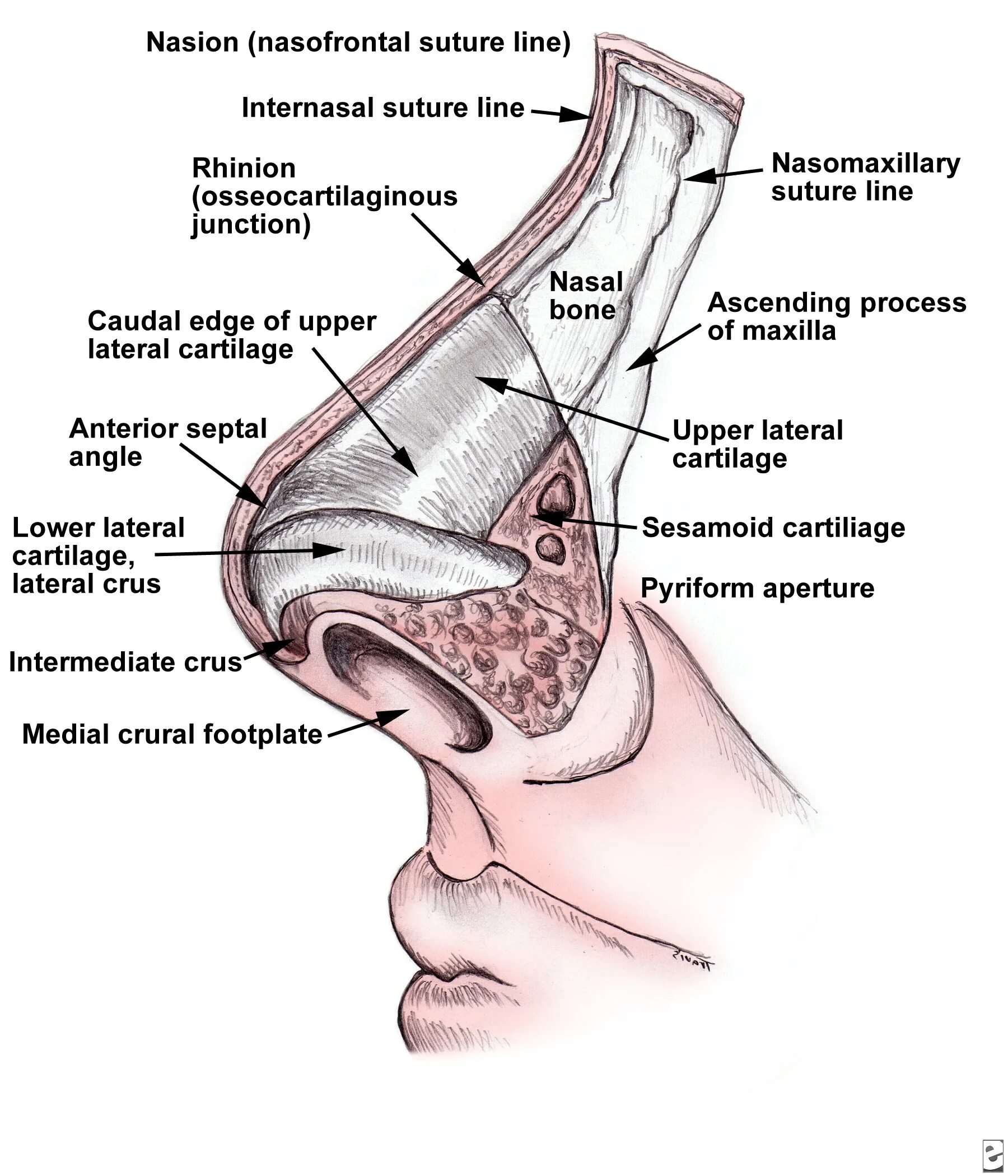 Строение наружного носа анатомия. Полость носа анатомия строение. Строение носа (схема 4 класс). Строение наружного носа и полости носа. Наружный нос строение на латыни вид спереди.