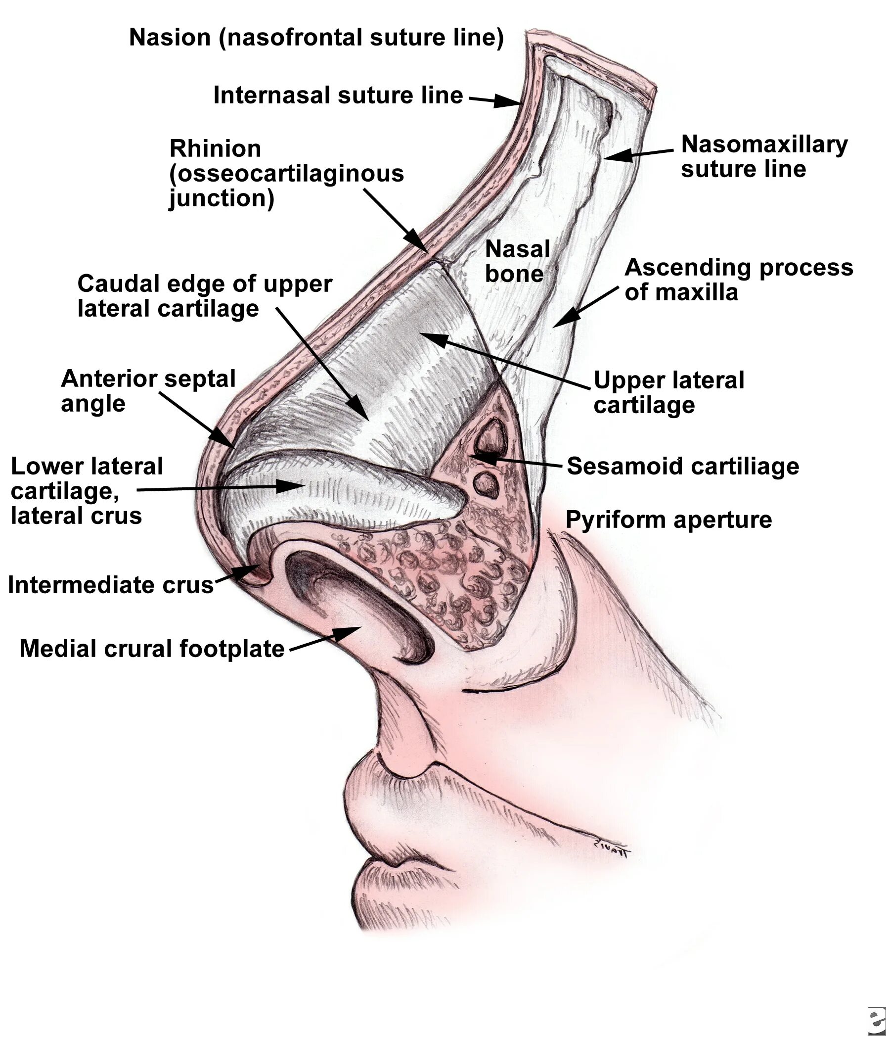 Строение наружного носа. Нос строение анатомия. Сошниково-носовой хрящ анатомия. Хрящи носа анатомия схема. Анатомическое строение носа.
