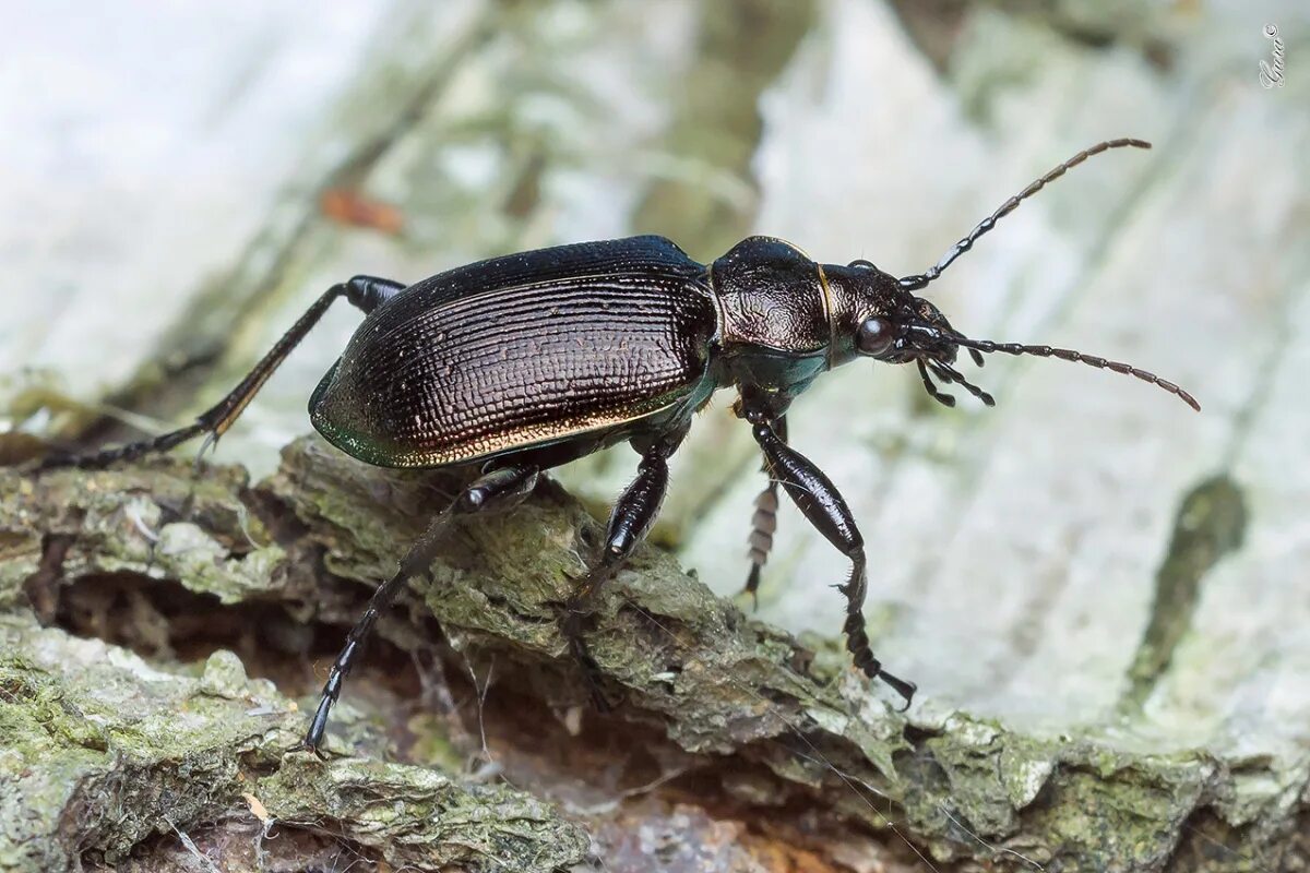Жуки места обитания. Жук-носорог (oryctes nasicornis). Жук плавунец широкий. Жук наземник. Личинка окаймленного жука плавунца.