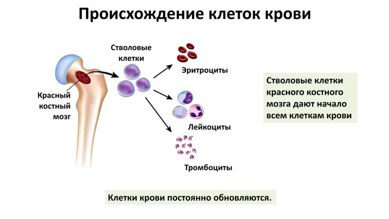 Стволовые клетки костного мозга. Гемопоэз в костном мозге. Кроветворение в костном мозге. Образование клеток крови. Стволовая клетка крови