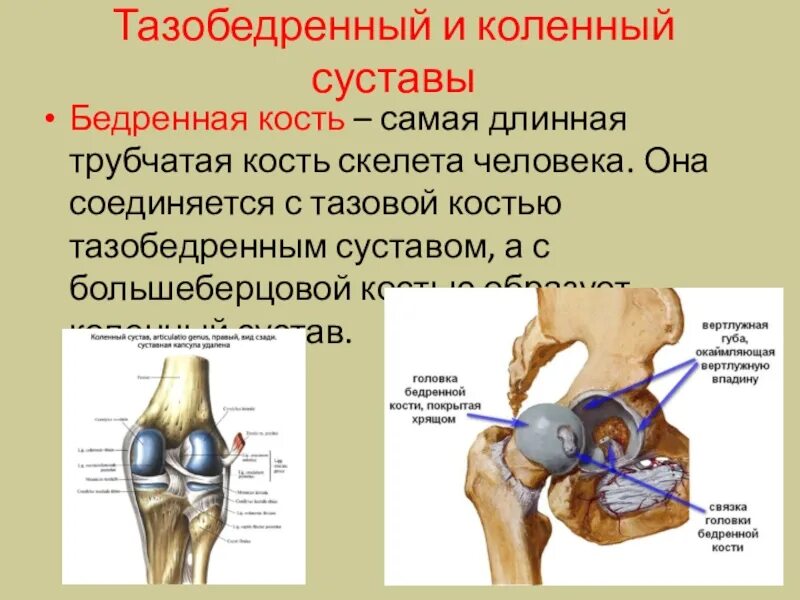 Бедренная отдел скелета. Суставы бедренная кость анатомия. Скелет человека тазобедренный сустав. Тазобедренный и коленный сустав. Скелет таза и тазобедренных суставов.