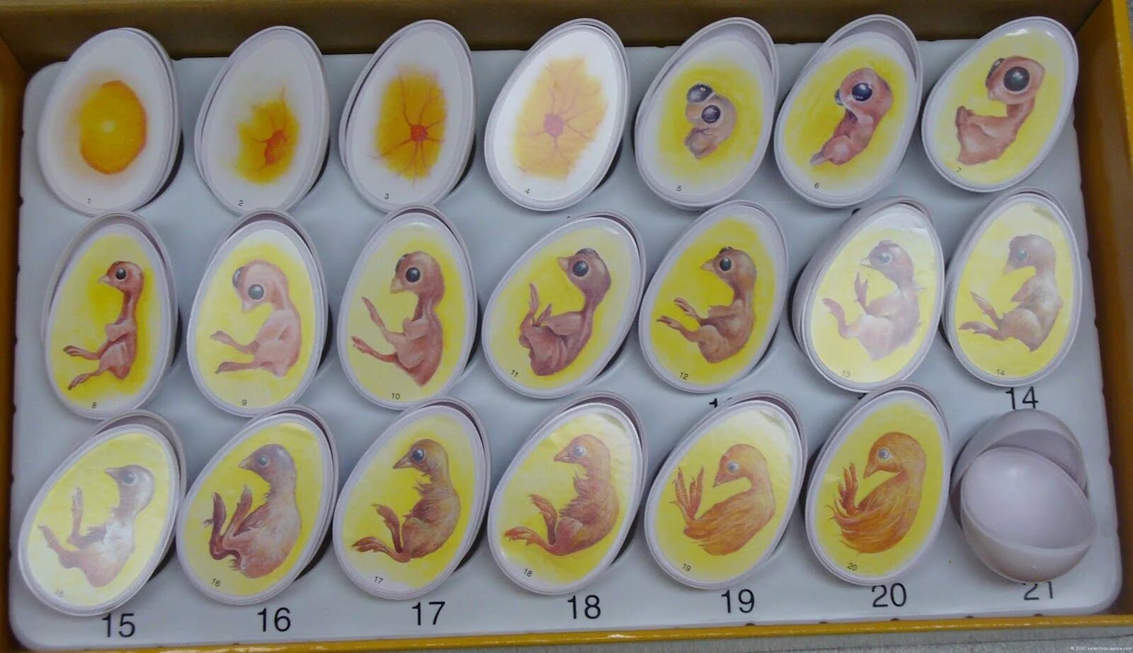 Сколько растет яйцо. Яйцо индейки инкубационное овоскопирование. Зародыш цыпленка на 2 сутки инкубации. Зародыш цыпленка в яйце по дням. Зародыш цыпленка по дням в яйце курицы.