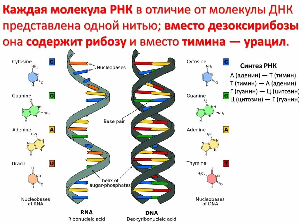 Метод моделирования днк. Молекулярно-генетический метод днк- диагностика. схема молекулярно генетического метода. молекулярно-генетический метод исследования пцр. строение днк и рнк.