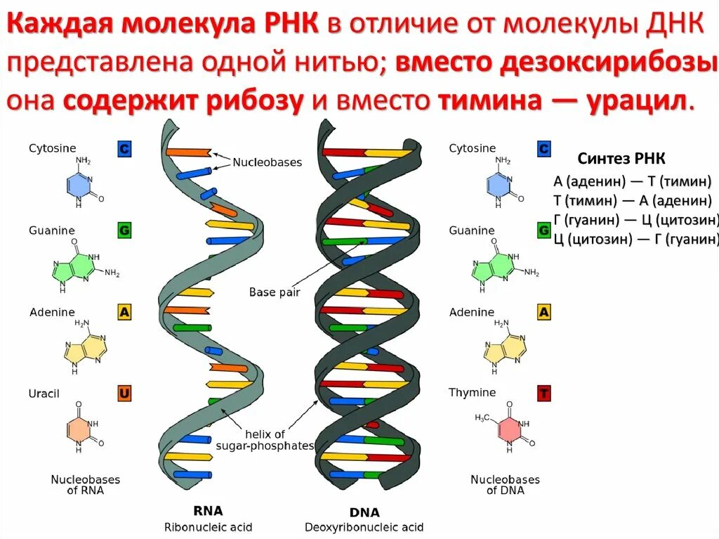 Схема строения молекулы ДНК И РНК. Строение ДНК И РНК схема. Нуклеиновые кислоты как выглядят. Строение нуклеиновых кислот РНК.