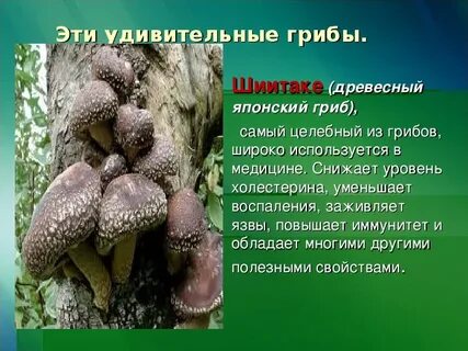 Почему полезны грибы