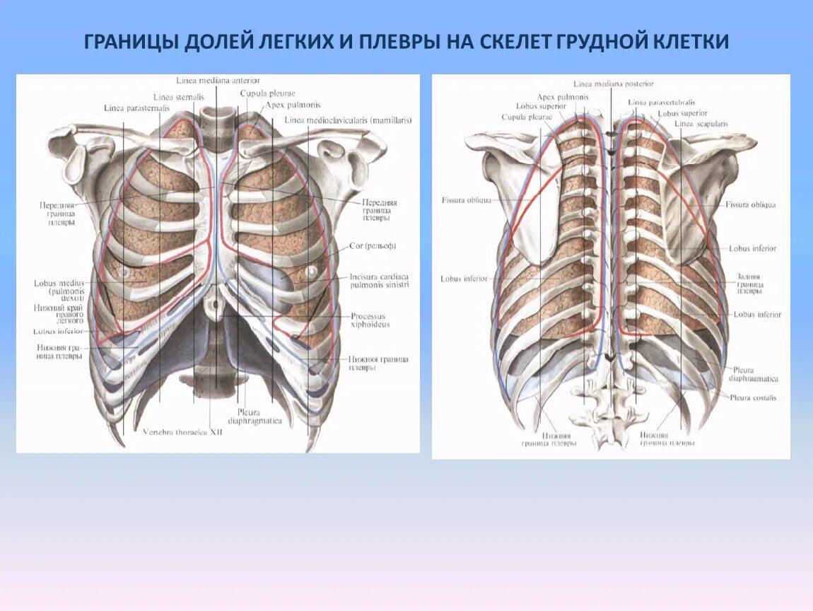 Скелетотопия плевры. Проекция границ легких и плевры на грудную клетку. Границы легких и плевры анатомия. Нижние границы легких и плевры схема. Задняя граница легких