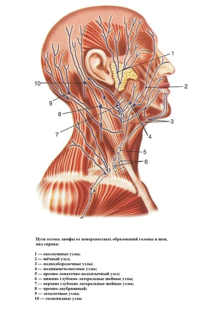 Болят узлы. Воспаление лимфатические узлы головы и шеи. Болят узлы. Паховые лимфоузлы воспаление. Схема расположения лимфоузлов на шее.