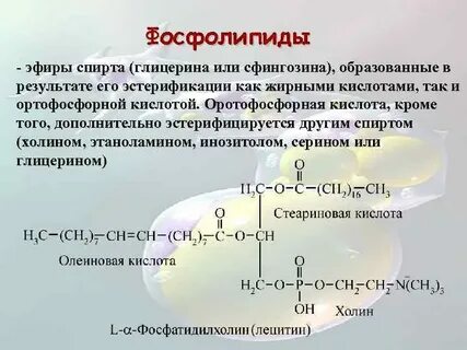 Комплекс фосфолипидов