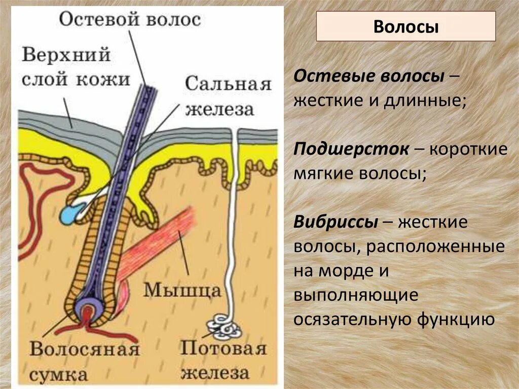 Строение волоса млекопитающих. Строение корня волоса. Строение кожи млекопитающих. Строение остевого волоса. Однороден ли волосяной покров на теле млекопитающего