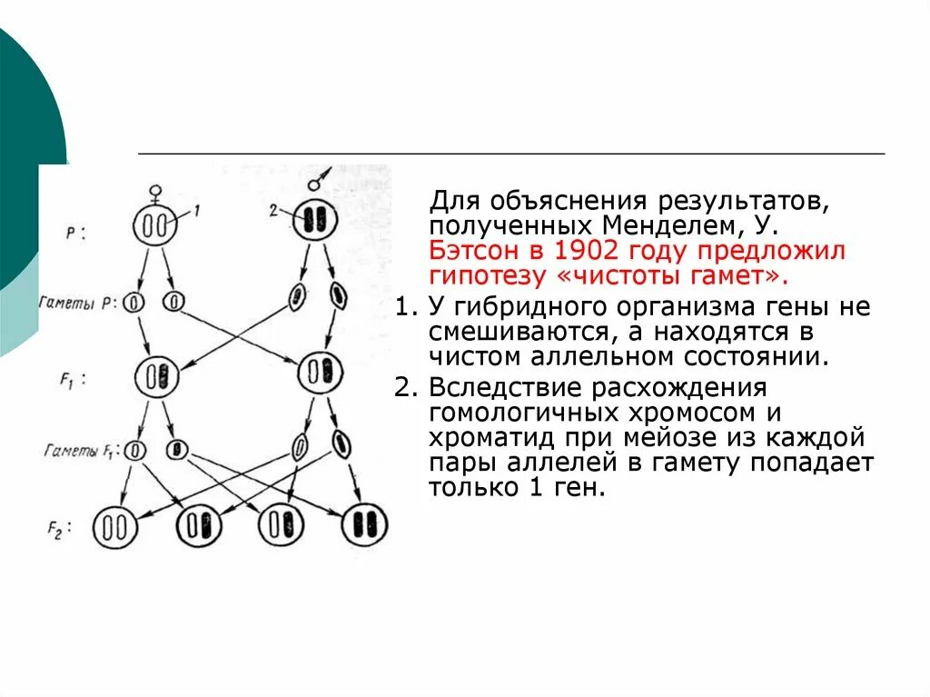 Гипотеза чистоты гамет менделя. Закон гипотезы чистоты гамет. Гипотеза чистоты гамет менделя. Закон чистоты гамет. Гипотеза чистоты гамет менделя.