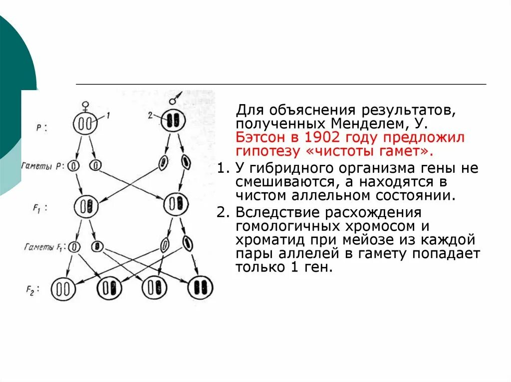 Гамета содержит аллельные гены. Гипотеза чистоты гамет Менделя. Закон чистоты гамет у.Бэтсона".. Основные положения гипотезы чистоты гамет. Закон чистоты гамет Менделя.