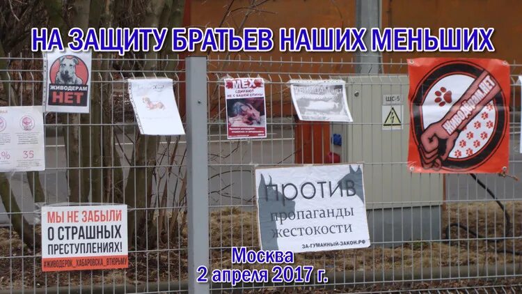 Защита братьев меньших. Защита братьев наших меньших. защитим братьев наших меньших графика. билютень о защите братьев наших меньших.
