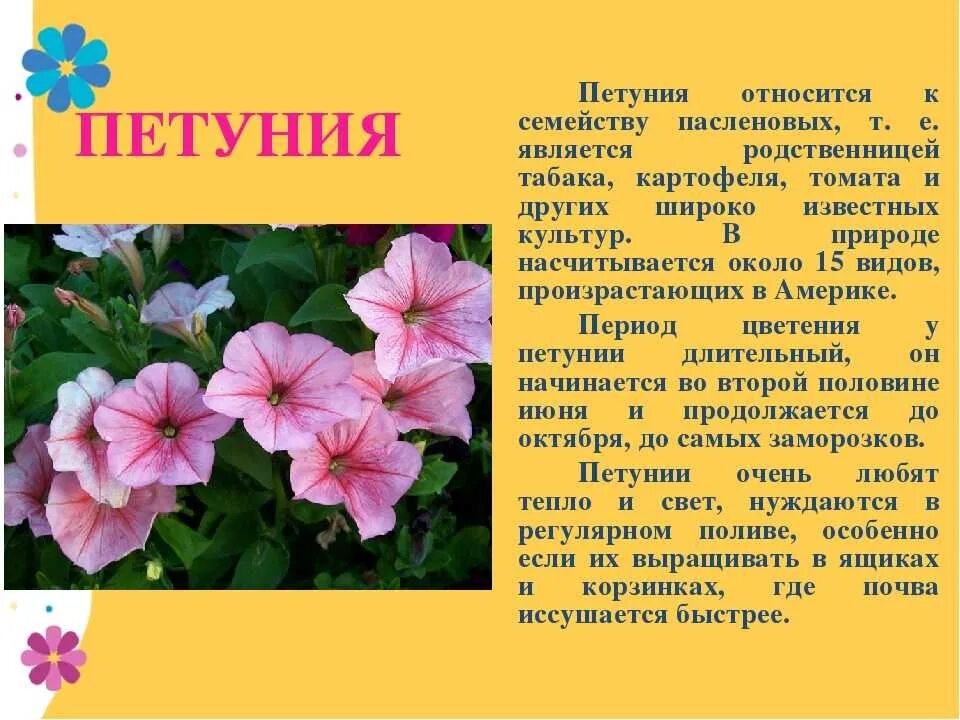 Цветы 2 раза в год. Петуния Паслёновые. Вегетативная петуния мелкоцветковая. Петуния Гретта.