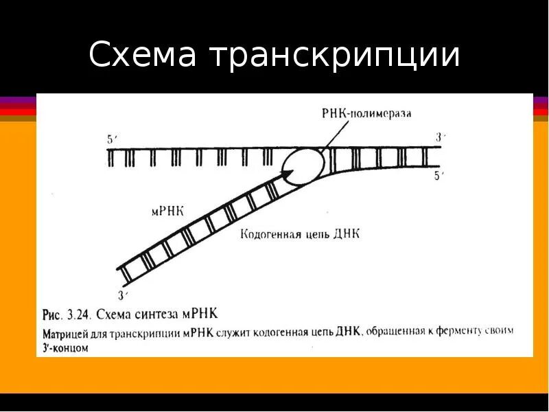 Схема транскрипции. Транскрипционный аппарат клетки. Транскрипция биология схема. Транскрипция Догма биологии. Схемы транскрипции слов