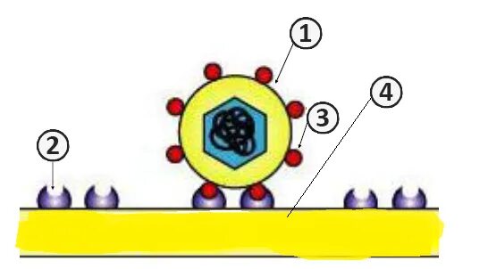 Адсорбция вируса на клетке. Процесс адсорбции вириона на поверхности клетки. Адсорбция на клеточной оболочке. Адсорбция вируса