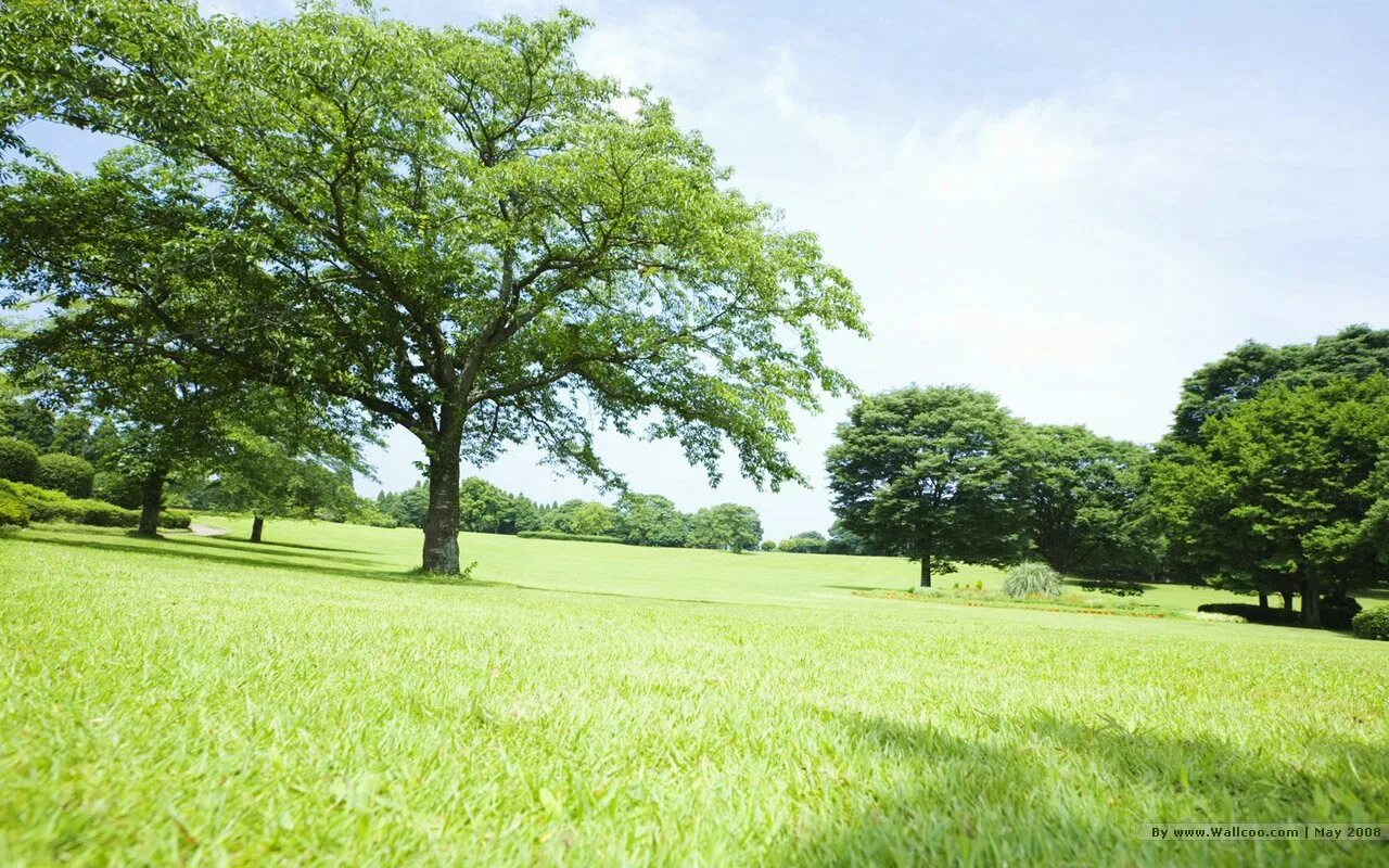 Grass trees