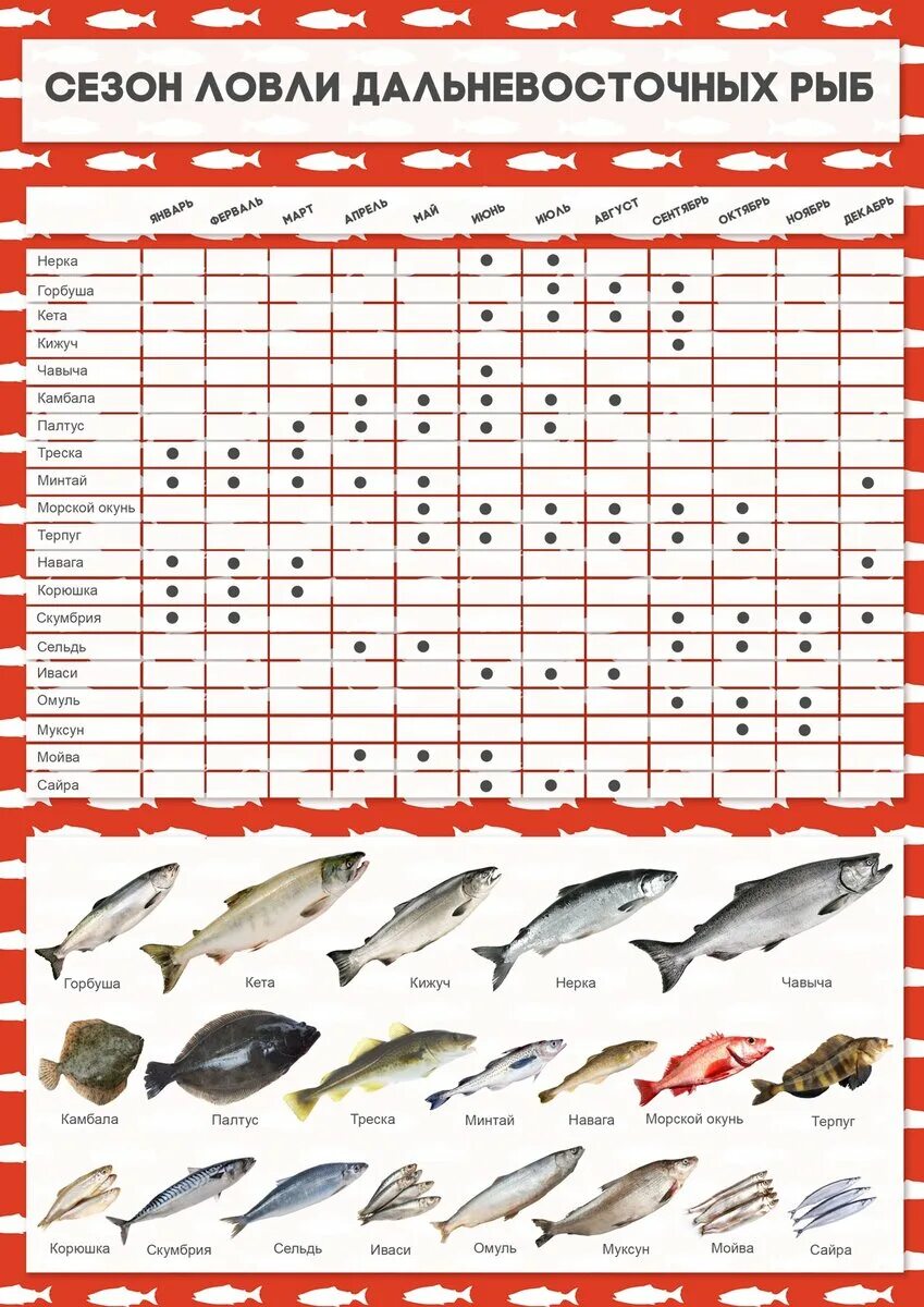 Время года ловли. Таблица рыбалки. Календарь вылова морской рыбы. Таблица рыбной ловли.