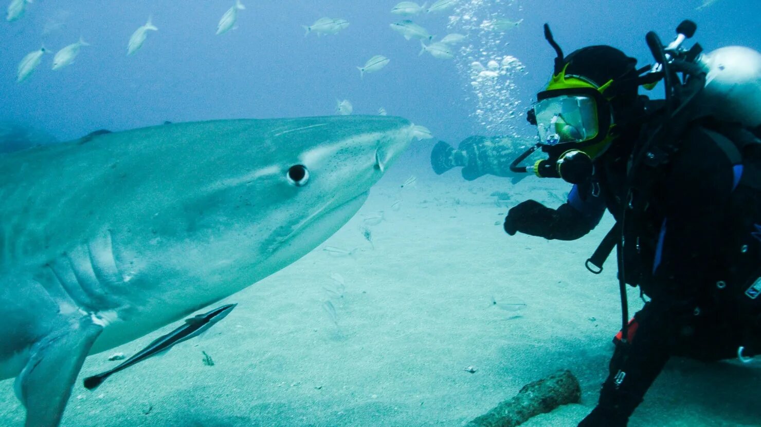 Дискавери про акул. Discovery акула. Los tiburones фото. Неделя акул. Shark return