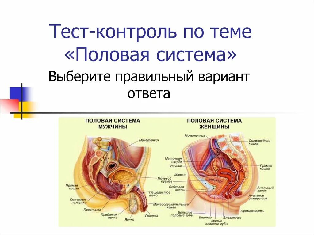 Половая система человека презентация. Строение женской половой системы. Строение женской мочеполовой системы. Тест половая система. Мужская половая система строение.