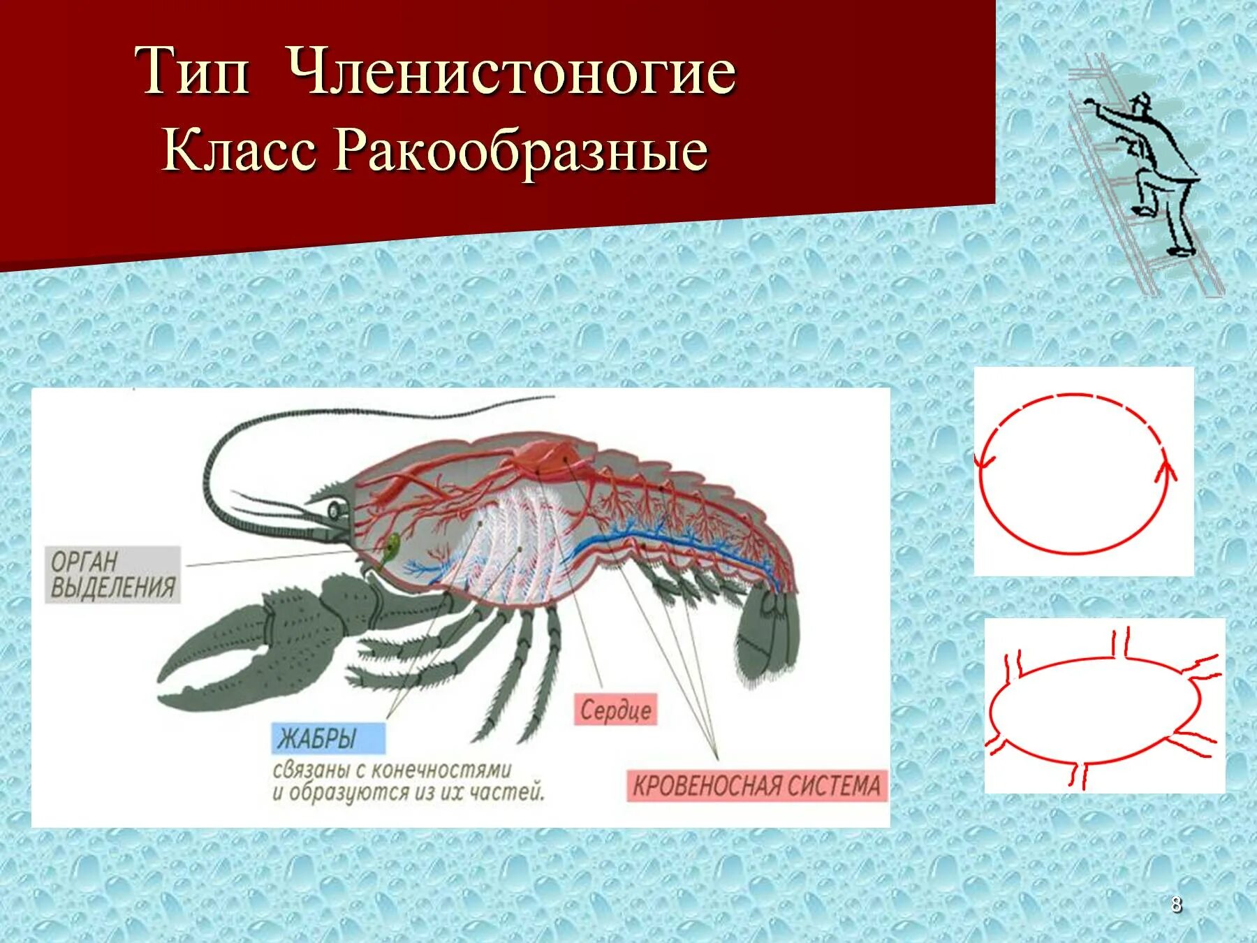 Тесты ракообразные 7 класс. Тип Членистоногие ракообразные 7 класс. Тип Членистоногие класс ракообразные 7 класс биология. Тип членистоногих класс ракообразные 7 класс. Строение членистоногих.