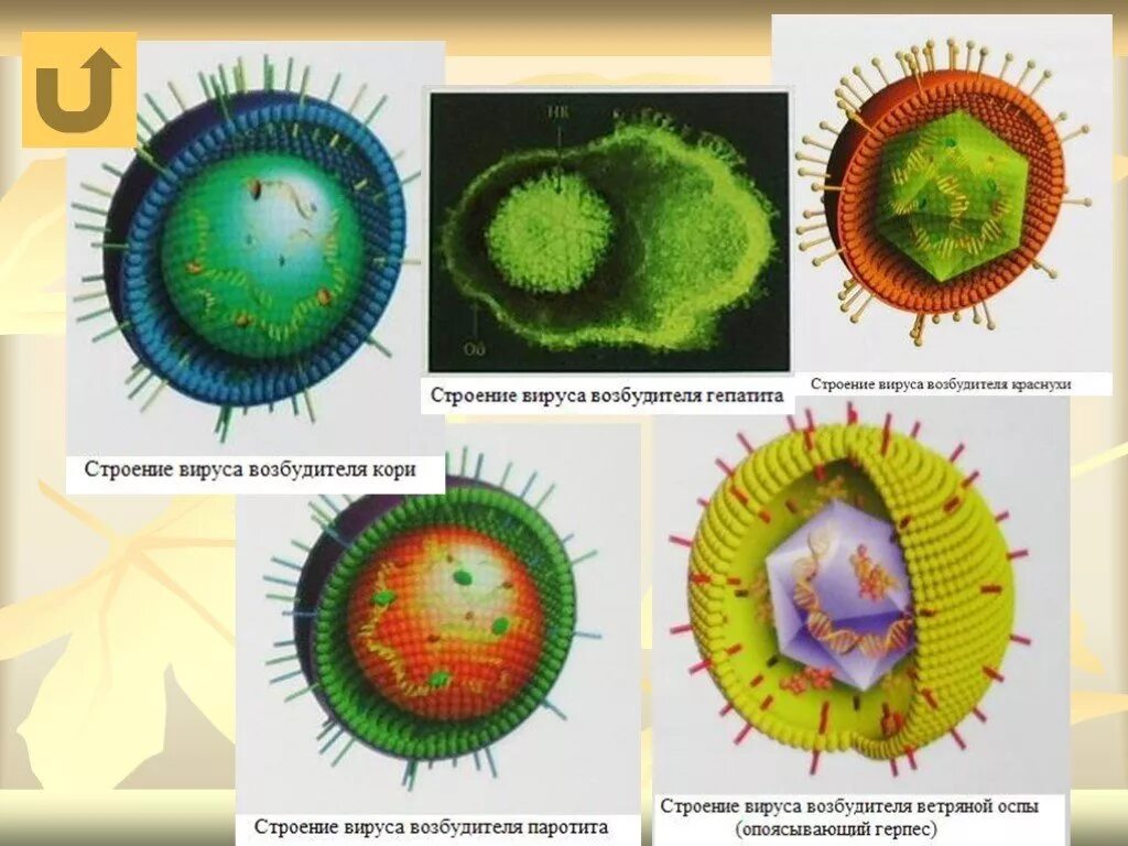 Вирус возбудителя кори. Вирус кори семейство род. Корь вирус возбудитель. Корь строение вируса. Структура вируса кори.