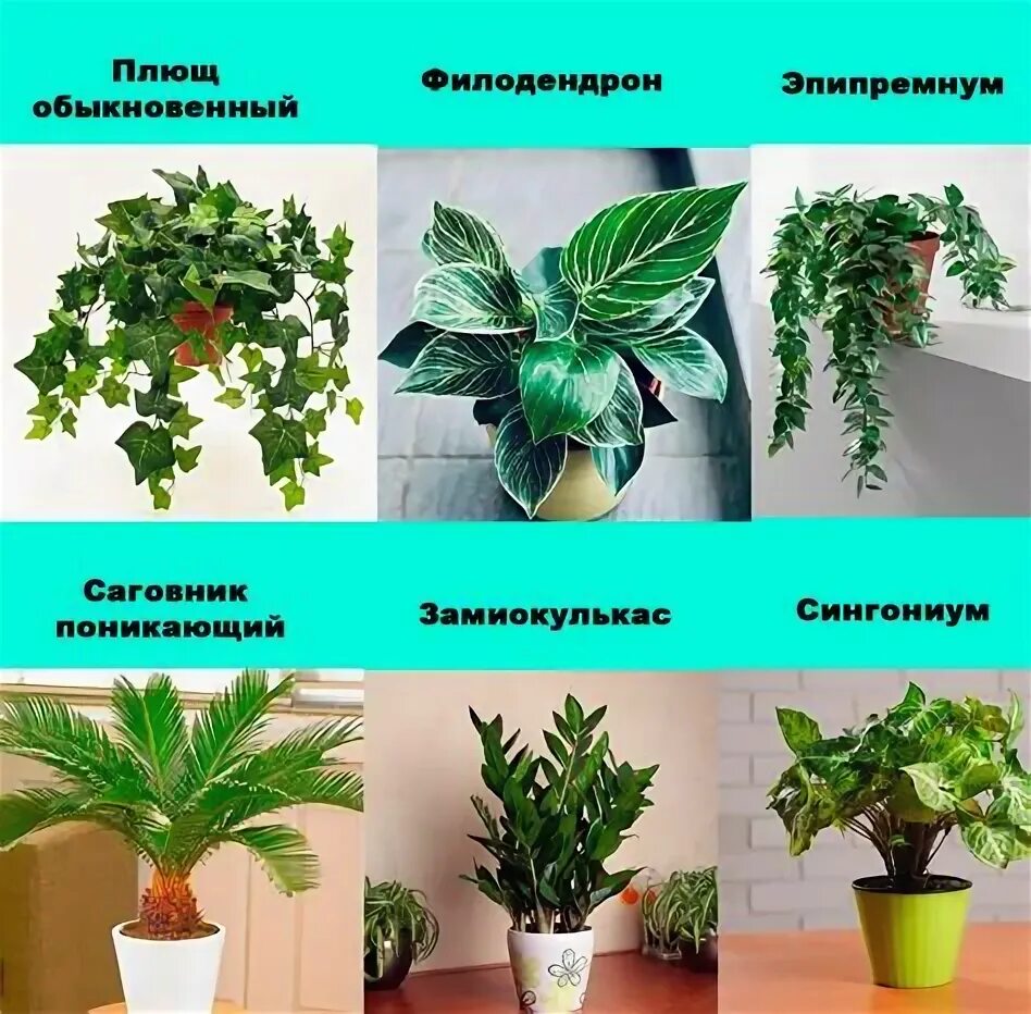 Комнатные растения опасные для здоровья человека (49 фото)