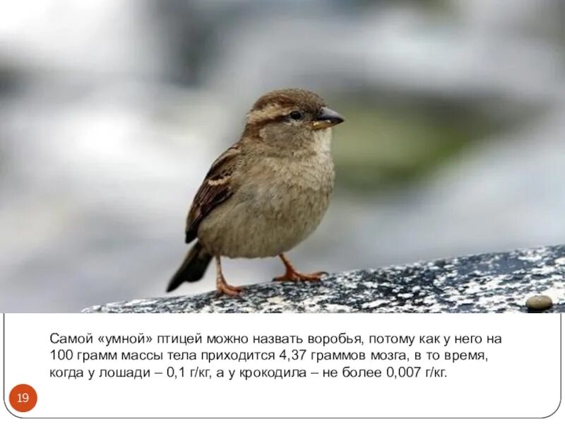 Песня птица можно. Умная птица. Воробей самая умная птица. Самые умные птички. Самая умная птица в России.
