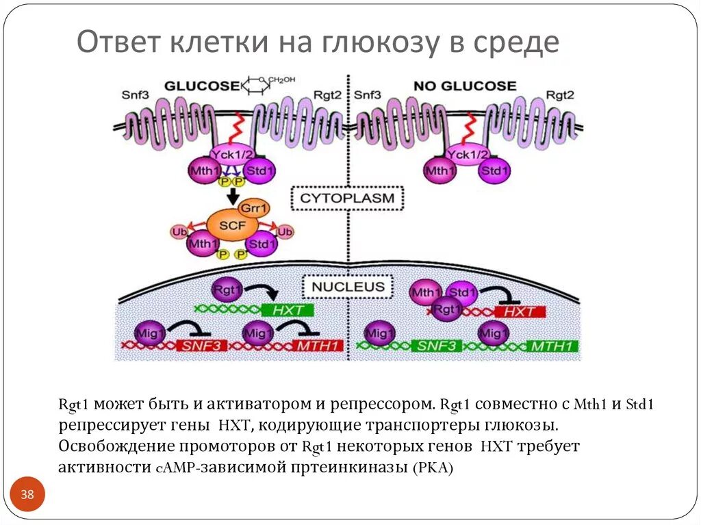 Транспортеры Глюкозы в клетки. Механизм проникновения Глюкозы в клетку. Инсулин транспортирует глюкозу в клетки.