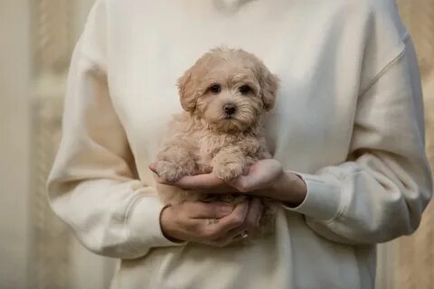 Мальтийский пудель